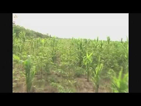 الجراد يجتاح مئات الهكتارات الزراعية في بوليفيا