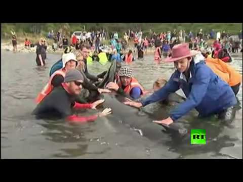 شاهد منع أكثـر من 200 حـوت من الجنـوح إلى الشاطئ في نيوزيلندا