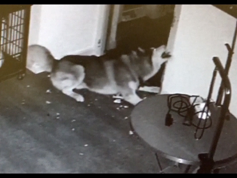 بالفيديو كلب يهرب من قفصه مع أصدقائه في المنزل