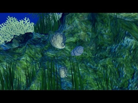 بالفيديو  زيادة حموضة المحيطات