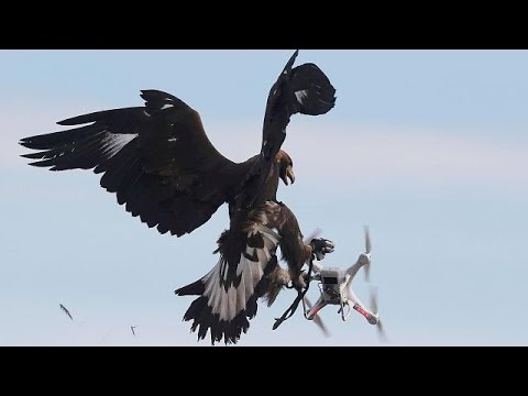 بالفيديو الجيش الفرنسي في العراق يدرّب النسور على اصطياد طائرات داعش