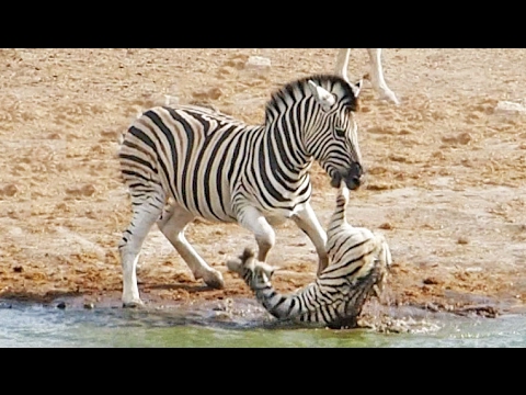 بالفيديو حمار وحشي يحاول إغراق شقيقه لسبب غريب