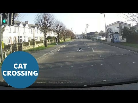 بالفيديو  قطة ضالة تتحايل على إشارة المرور بدهاء في بريطانيا