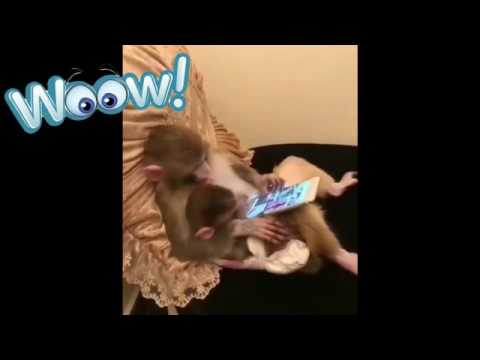 شاهدقرد يستخدم تابلت في تصفح الإنترنت بطريقة مذهلة