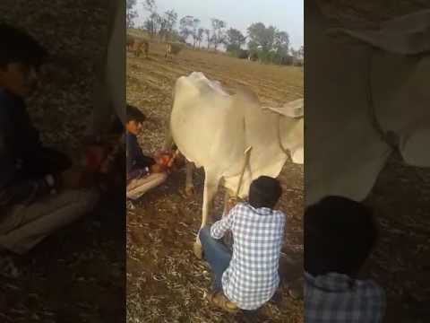 شاهدطفلة ترقص بطريقة غريبة في حفلة زفاف