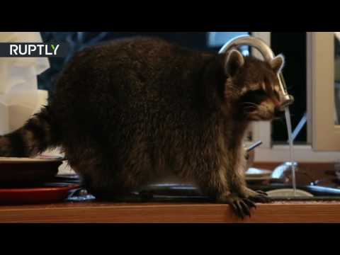 شاهد حيوان الراكون يتسلل إلى مطبخ أسرة كازاخية لغسيل الأطباق