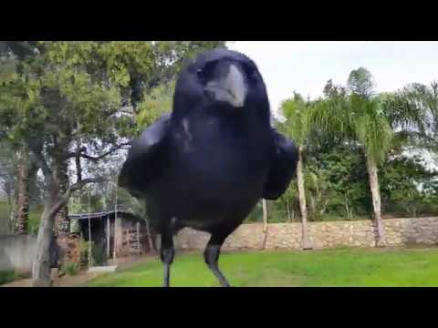 شاهد غراب يعتبر نفسه طائر أليف