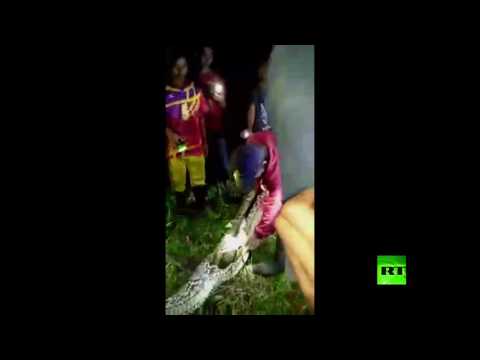 شاهد بواء يبتلع مزارعًا إندونيسيًا في جزيرة سولاوسي