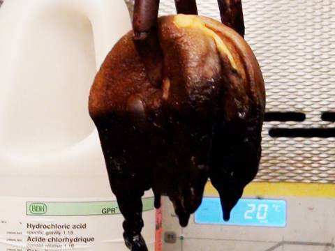ماذا يحدث لـالهمبرغر داخل حمض الهيدروكلوريك