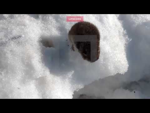 شاهد فأر يغامر بحياته بحثاً عن الطعام وسط الثلوج