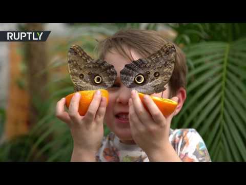 شاهد معرض فراشات في متحف تاريخ الطبيعة