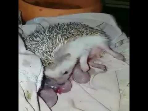 شاهد ولادة أثنى القنفذ لصغارها