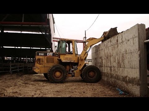 روث البقر لتوليد الكهرباء في الضفة الغربية