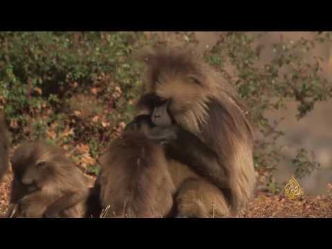 شاهد مشروعات استثمارية لحماية الحياة البرية في إثيوبيا