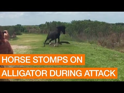 شاهد شجار عنيف بين حصان وتمساح