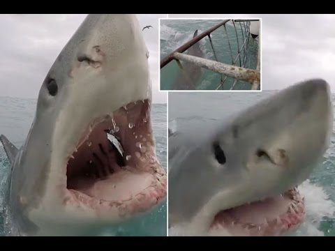 شاهد قرش يفاجئ مصورًا بقفزة مرعبة