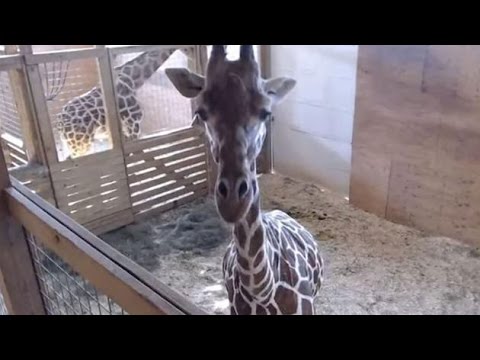 رد فعل زرافة حاول الطبيب الاقتراب من صغيرها