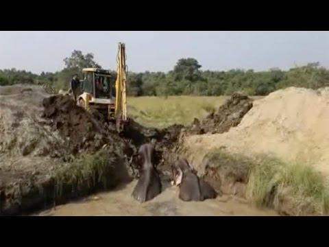 شاهد إنقاذ أربعة أفيال من حفرة ممتلئة بالمياه