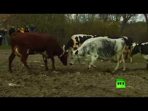 شاهد أبقار سويدية تحتفل بقدوم الربيع