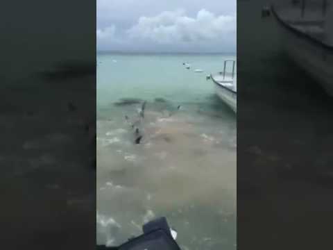 تحول محيط للون الدم بعد رمي سمكة لبيرانا المتوحشة