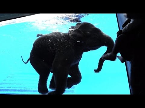 حمام سباحة للأفيال في حديقة الحيوان في تايلاند