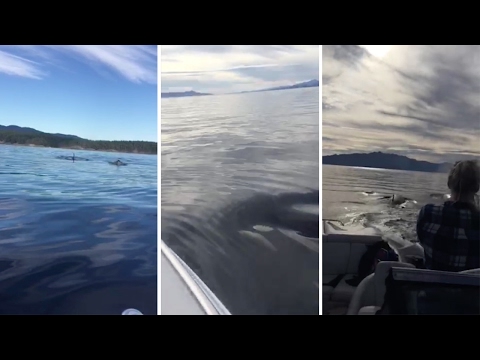 الحيتان القاتلة تثير فزع أسرة كندية