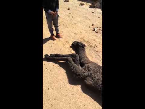 طفل سعودي يودع جَمله الميت بالقبلات