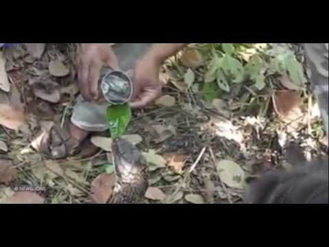 شاهد رجل يسقي كوبرا المياه بشجاعة