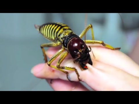 خمس حيوانات من المستحيل قتلها