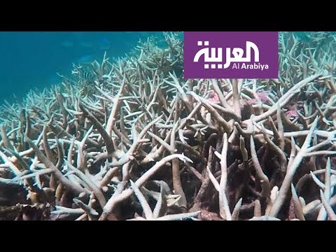 شاهد خبراء يقدرون قيمة الحاجز المرجاني في أستراليا بعشرات المليارات