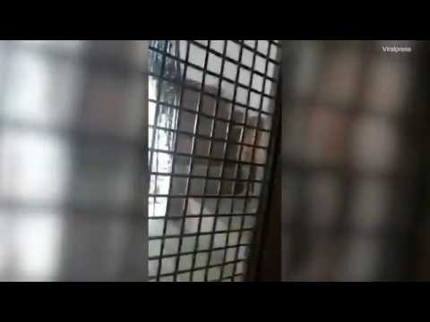 شاهد نمر يهاجم أسرة داخل منزلها في الهند