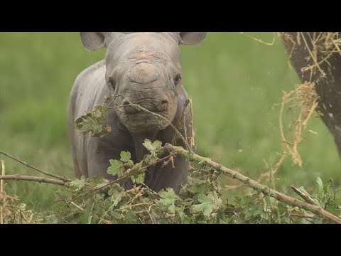 لحظة ولادة وحيد القرن في حديقة حيوان تشيستر الإنجليزية