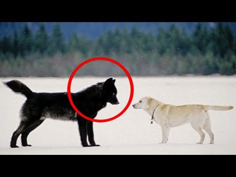 ما الذي يحدث عندما يقترب ذئب بري من كلب منزلي