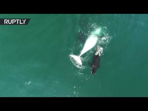 لقطات مذهلة لمجموعة من الأركة تقتل حوتًا وتأكله