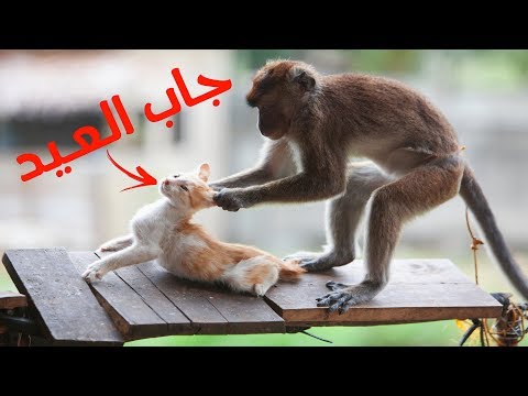 أكثر مواجهات الحيوانات جنونًا في العالم