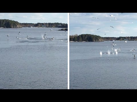 أسراب الطيور تقفز في المياه على طريقة السباحين