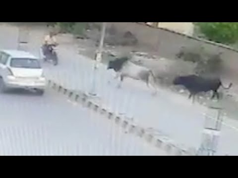 شاهد لحظة هجوم ثور على دراجة نارية وأسقطها على الأرض