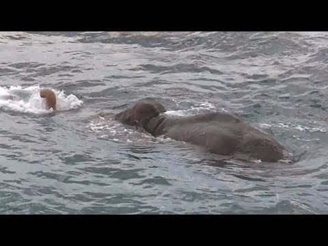 شاهد لحظة إنقاذ فيل من الغرق