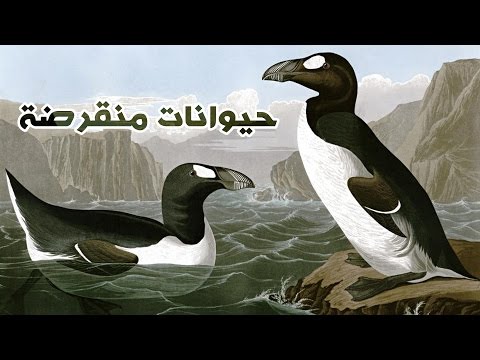 شاهد ١٠ حيوانات اصطادها البشر حتى الانقراض