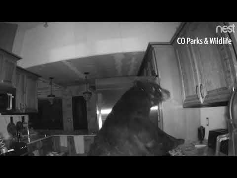 دب يقتحم منزل فى كولورادو للبحث عن طعام
