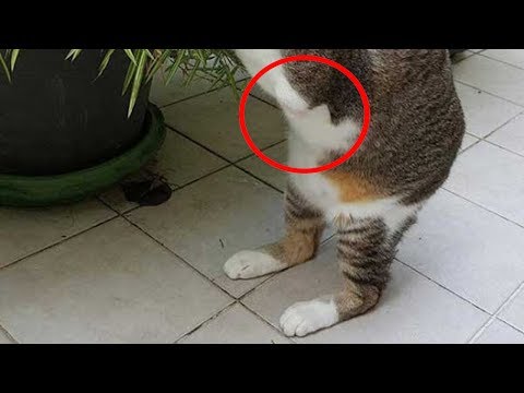 شاهد طفله أخذت قطة الى منزلها وعندما رأتها والدتها أغمي عليها وذهبت بسرعة إلى المستشفى