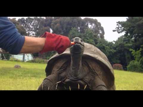 أقدم مخلوق حي على وجه الأرض