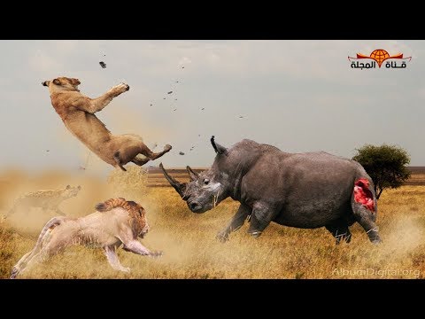 معلومات عن وحيد القرن الأبيض الشمالي