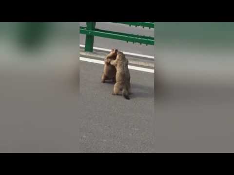 شاهد لقطات غريبة لمصارعة بين سنجابين على الطريق