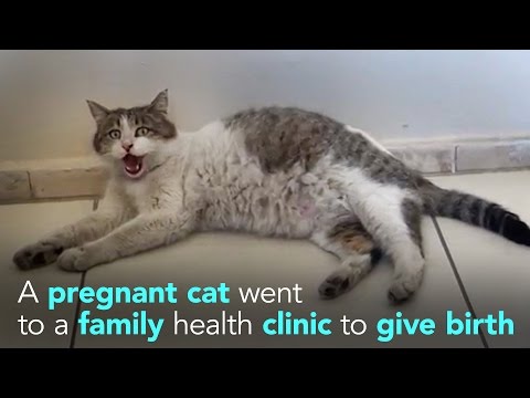 شاهد قطة تذهب للمستشفى بعد تعسر ولادتها الطبيعية