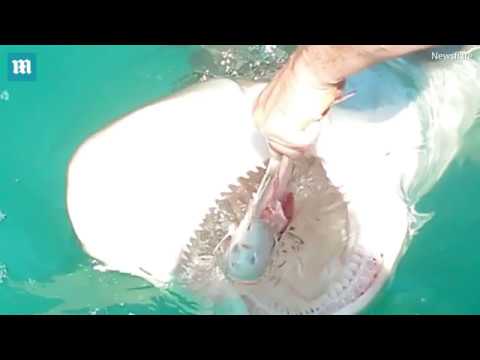 بالفيديو متهور يطعم سمكة قرش بيديه العاريتين