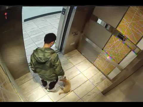 شاهد كاميرا مراقبة تفضح شابًا يركل كلبه بوحشية