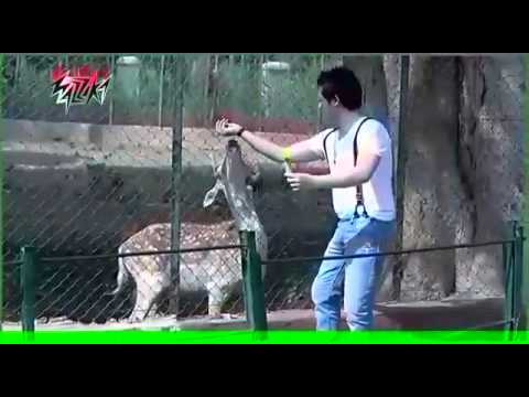 أغنية زوبة للمطرب حسن الخلعي