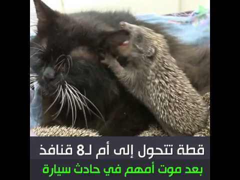 شاهد قطة تتحول إلى أم وترضع 8 قنافذ