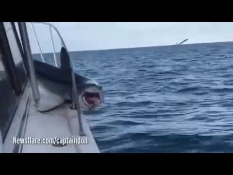 شاهد سمكة قرش تضع نفسها في مأزق